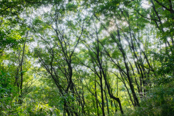 木漏れ日と森