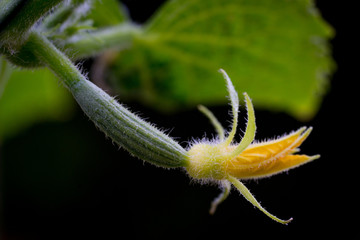 growing cucumber on vine home garden