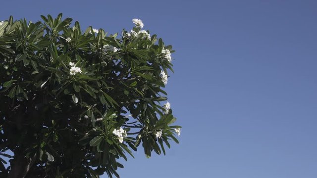 Plumeria Frangipani in the blue skies