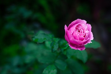 Single pink rose