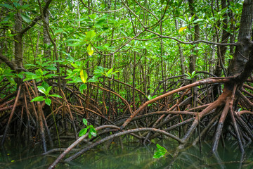 Mangrove in Phang Nga Bay, Thailand