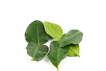 green Kaffir lime leaves isolated on white background