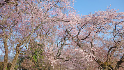 絶景！満開の枝垂れ桜！青いお空に映える！