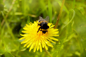 A bee on Beautiful dandelion flowers at sunny spring day.Close-up. Yellow flowers in the spring meadow.  Honey bee collecting pollen from a yellow flower.Top view. Selective focus.