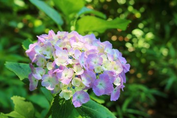 花　アジサイ　公園　杤木
