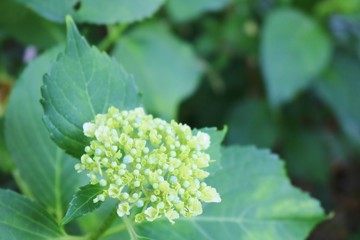 花　アジサイ　つぼみ　公園　杤木