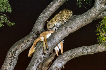 Leopard, Panthera pardus, with its prey, in a tree