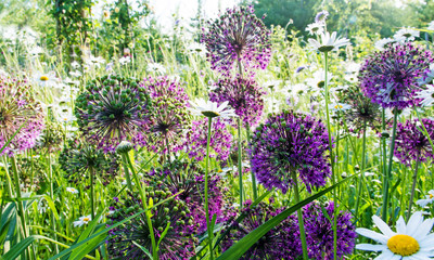 Obraz premium Summer feeling: Wide angle shot of beautiful violet tiny and white blossoms, giant purple allium flower field with white daisies; Palatinate in Germany.