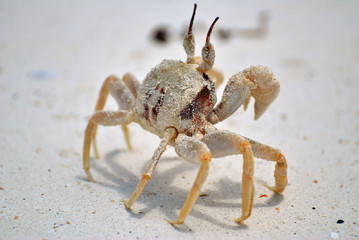 crab on the beach