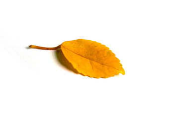 Yellow old leaf isolated on a white background