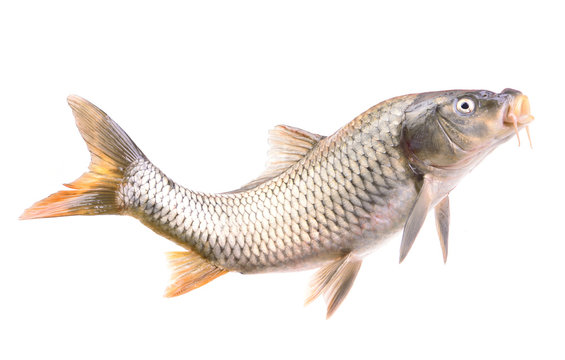 Fish carp Isolated on white background