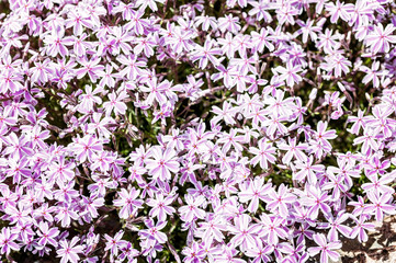 Obraz premium Small red flowers background. Red needle phlox.
