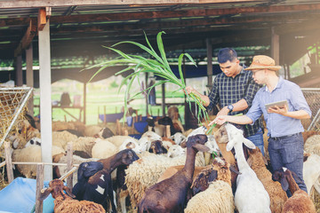 Veterinarian man with touchpad consulting farm worker on sheep farm about feeding.