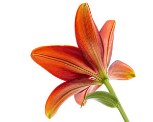 Beautiful flower of asian lily, isolated on white background