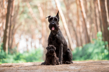 Dogs of breed Miniature Schnauzer and Black Russian Terrier in the summer forest