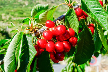 cherries on the tree for collection