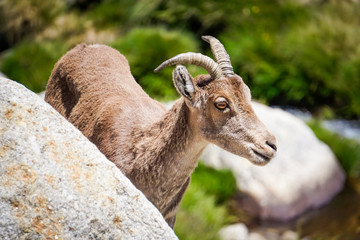 mountain goat by the river