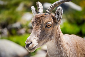 mountain goat by the river
