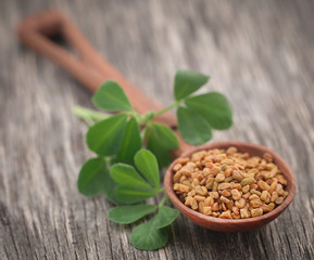 Fenugreek seeds with green leaves