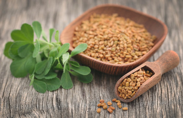 Fenugreek seeds with green leaves