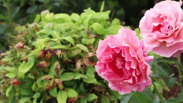 Two beautiful pink roses waving daintily in the wind.