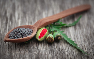Poppy flower seeds and leaves