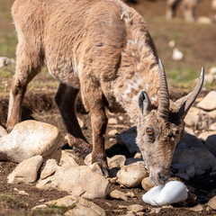 Ibexes in a mountainous atmosphere in the Vercors in France