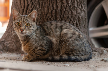 A cat is laying on the ground beside