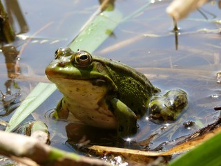 green frog