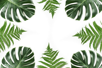 Monstera and fern foliage as border on white. Isolated with copy space. Summer frame for design. Flat lay. Top view.