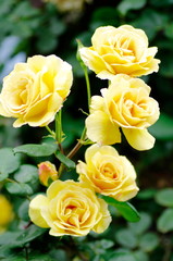 bouquet of yellow roses