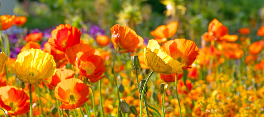 Summer feeling: Detailed close-up of beautiful yellow and orange poppy blossoms; Palatinate in Germany.