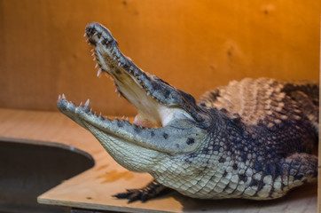 Nile young crocodile with open mouth