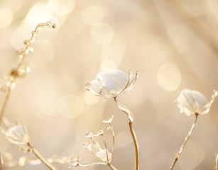 Delicate flower in cobwebs covered with white frost. Grass in the meadow covered with hoarfrost.  Soft selective focus.
