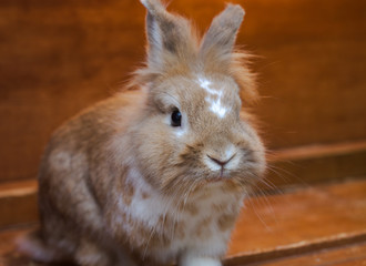 light brown with white spots fluffy rabbit