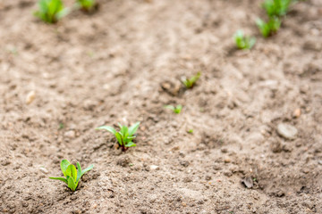 Bun with raisins isolated on white background.