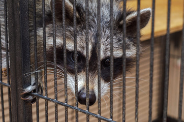 cute gray raccoon in a cage