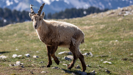 Ibexes in a mountainous atmosphere in the Vercors in France
