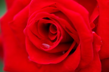 red rose