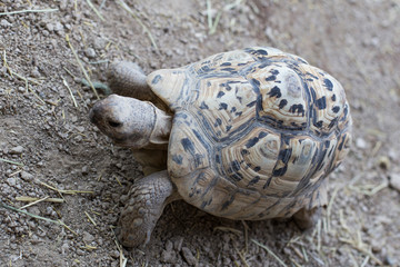 giant turtle in the zoo park