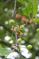 Green sour cherries growing on branch in springtime. Prunus cerasus