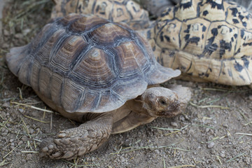 giant turtle in the zoo park