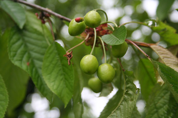 Green cherries growing on branch in springtime. Prunus avium