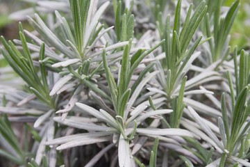 Young fresh green leaves of lavender plant in sprigtime. Lavandula