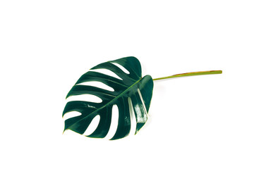 Monstera leaf isolated on white background with clipping path.