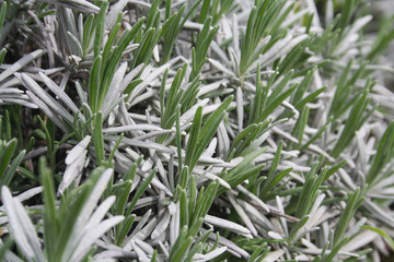 Young fresh green leaves of lavender plant in sprigtime. Lavandula