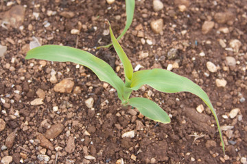Young corn plant growing in the field in springtime