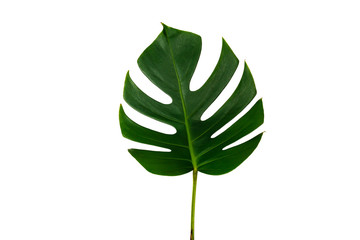 Fototapeta na wymiar Monstera green leaf isolated on white background with clipping path for summer and spring design element.