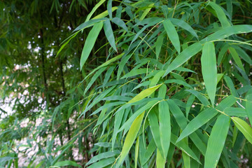 Green bamboo leaves , Green Bamboo