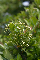 Pyracantha branch with fresh white blossoms in springtime.